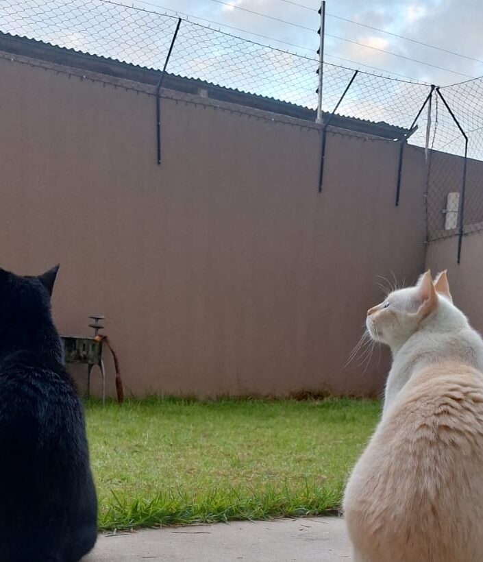 gatitos (1)