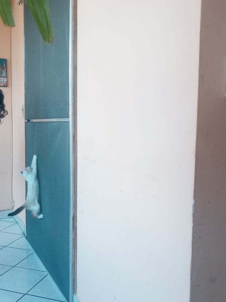 petscreen 2